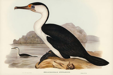 Pied Cormorant-Phalacrocorax hypoleucus Black Ornate Wood Framed Art Print with Double Matting by Gould, John