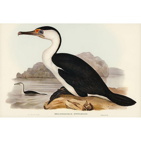 Pied Cormorant-Phalacrocorax hypoleucus Black Modern Wood Framed Art Print with Double Matting by Gould, John