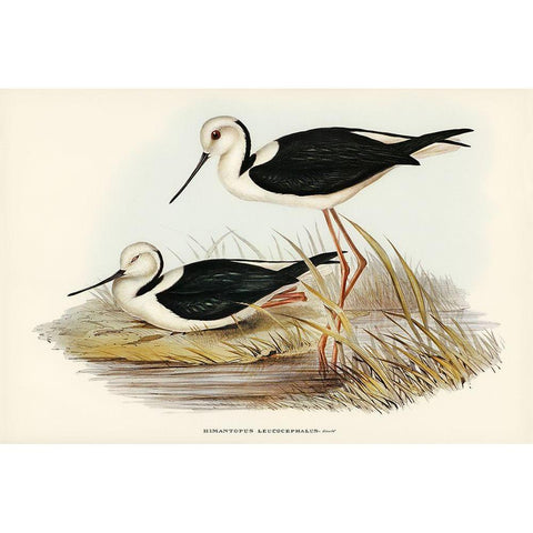 White-headed Stilt-Himantopus leucocephalus Black Modern Wood Framed Art Print with Double Matting by Gould, John