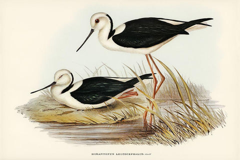 White-headed Stilt-Himantopus leucocephalus Black Ornate Wood Framed Art Print with Double Matting by Gould, John