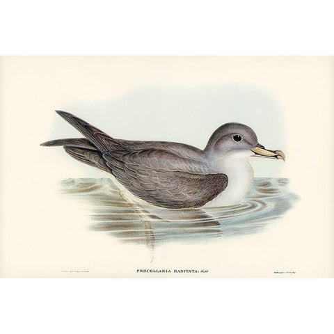 Great Grey Petrel-Procellaria hasitata White Modern Wood Framed Art Print by Gould, John