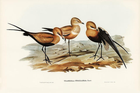 Australian Pratincole-Glareola grallaria Black Ornate Wood Framed Art Print with Double Matting by Gould, John