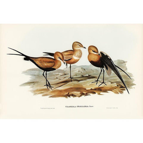 Australian Pratincole-Glareola grallaria Gold Ornate Wood Framed Art Print with Double Matting by Gould, John