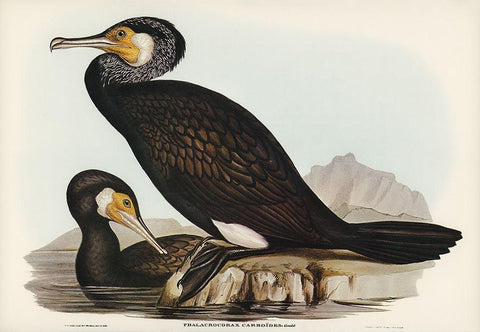 Australian Cormorant-Phalacrocorax Carboides Black Ornate Wood Framed Art Print with Double Matting by Gould, John