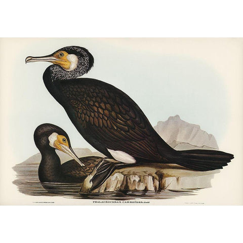 Australian Cormorant-Phalacrocorax Carboides White Modern Wood Framed Art Print by Gould, John