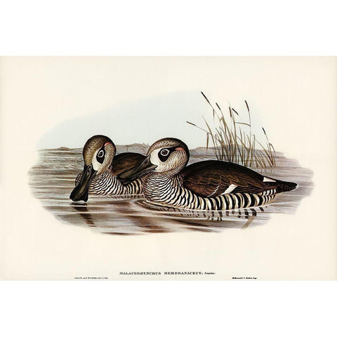 Membranaceous Duck-Malacorhynchus membranaceus White Modern Wood Framed Art Print by Gould, John