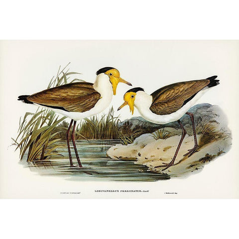 Masked Pewit-Lobivanellus personatus White Modern Wood Framed Art Print by Gould, John