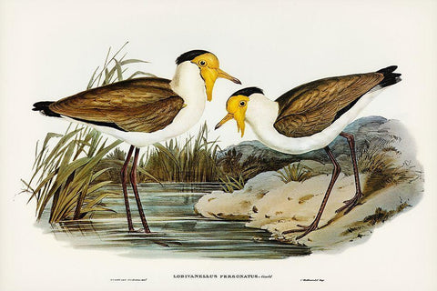 Masked Pewit-Lobivanellus personatus White Modern Wood Framed Art Print with Double Matting by Gould, John