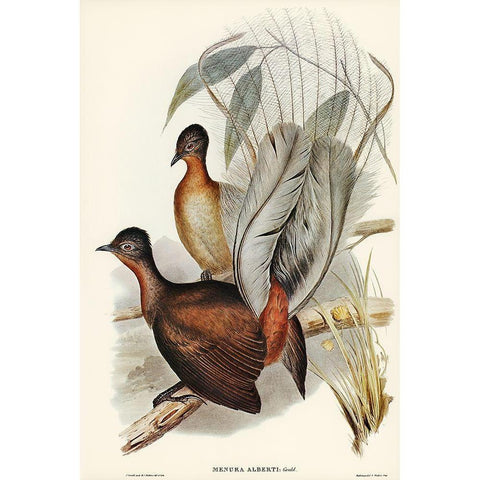 Albert Lyre-Bird-Menura Alberti Gold Ornate Wood Framed Art Print with Double Matting by Gould, John