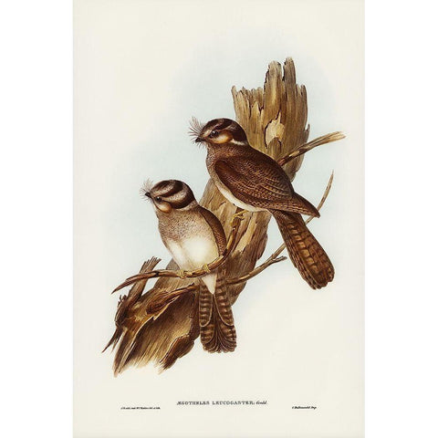 White-bellied Owlet Nightjar-Aegotheles leucogaster Gold Ornate Wood Framed Art Print with Double Matting by Gould, John