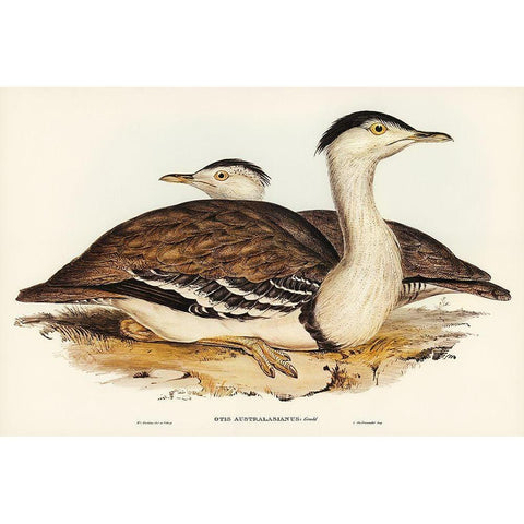 Australian Bustard-Otis Australasianus Black Modern Wood Framed Art Print with Double Matting by Gould, John