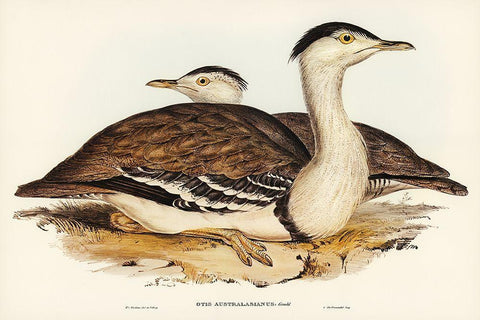 Australian Bustard-Otis Australasianus Black Ornate Wood Framed Art Print with Double Matting by Gould, John