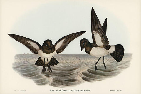 White-bellied Storm Petrel-Thalassidroma leucogaster Black Ornate Wood Framed Art Print with Double Matting by Gould, John