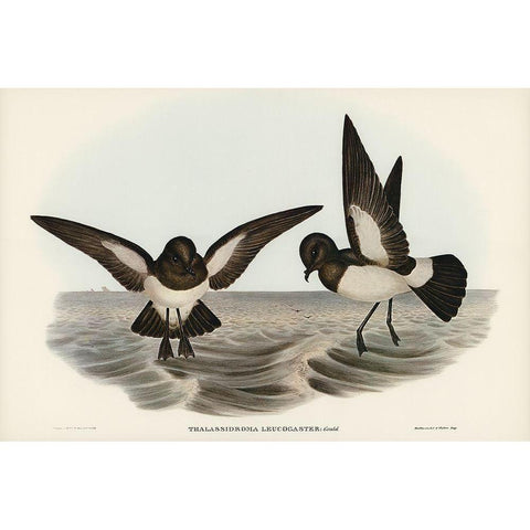 White-bellied Storm Petrel-Thalassidroma leucogaster Gold Ornate Wood Framed Art Print with Double Matting by Gould, John