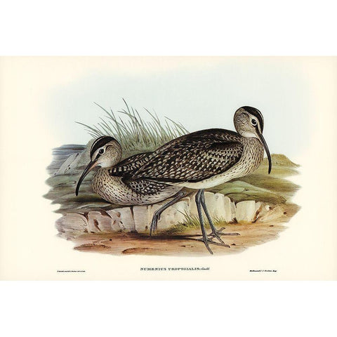 Australian Whimbrel-Numenius uropygialis Black Modern Wood Framed Art Print with Double Matting by Gould, John