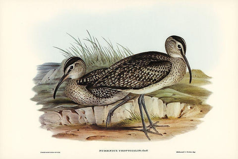 Australian Whimbrel-Numenius uropygialis Black Ornate Wood Framed Art Print with Double Matting by Gould, John