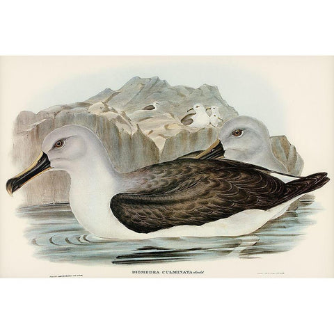 Culminated Albatros-Diomedea culminata White Modern Wood Framed Art Print by Gould, John