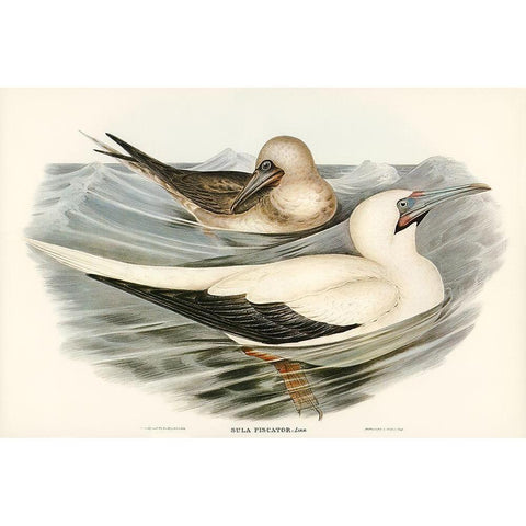 Red-legged Gannet-Sula piscator Black Modern Wood Framed Art Print with Double Matting by Gould, John