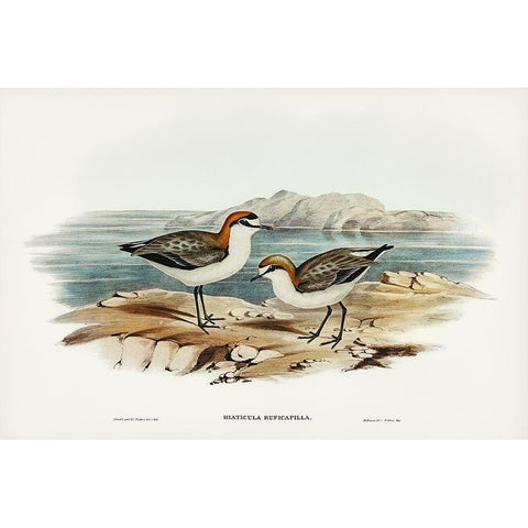 Red-capped Dottrel-Hiaticula ruficapilla White Modern Wood Framed Art Print by Gould, John