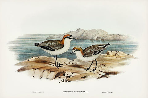 Red-capped Dottrel-Hiaticula ruficapilla White Modern Wood Framed Art Print with Double Matting by Gould, John