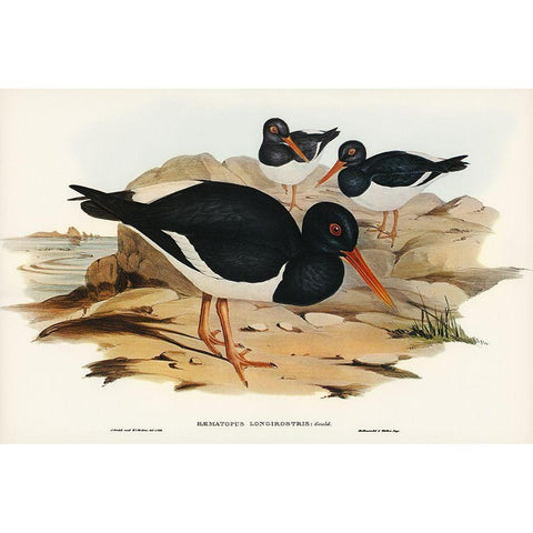 White-breasted Oyster-Catcher-Haematopus longirostris Gold Ornate Wood Framed Art Print with Double Matting by Gould, John