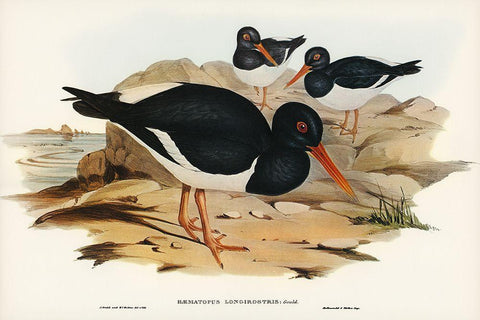 White-breasted Oyster-Catcher-Haematopus longirostris White Modern Wood Framed Art Print with Double Matting by Gould, John