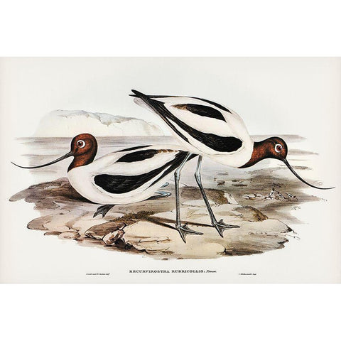 Red-necked Avocet-Recurvirostris rubricollis Gold Ornate Wood Framed Art Print with Double Matting by Gould, John