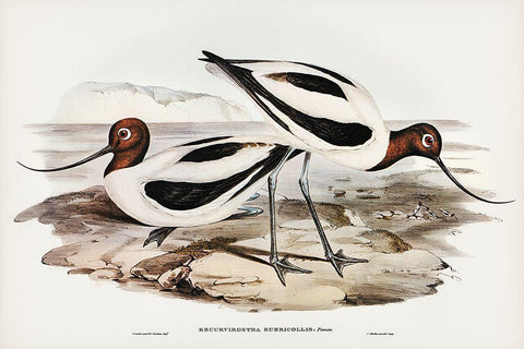 Red-necked Avocet-Recurvirostris rubricollis White Modern Wood Framed Art Print with Double Matting by Gould, John