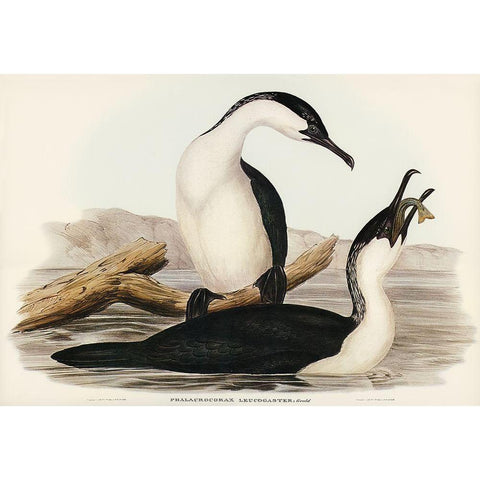 White-breasted Cormorant-Phalacrocorax leucogaster White Modern Wood Framed Art Print by Gould, John