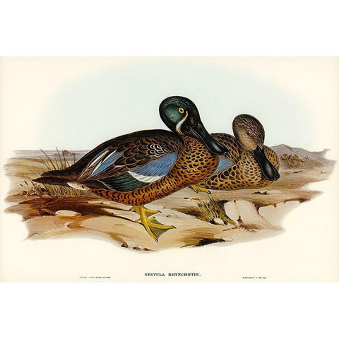 Australian Shoveller-Spatula Rhynchotis Black Modern Wood Framed Art Print with Double Matting by Gould, John