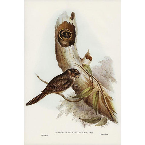 Owlet Nightjar-Aegotheles nova-hollandie Gold Ornate Wood Framed Art Print with Double Matting by Gould, John