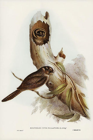 Owlet Nightjar-Aegotheles nova-hollandie Black Ornate Wood Framed Art Print with Double Matting by Gould, John