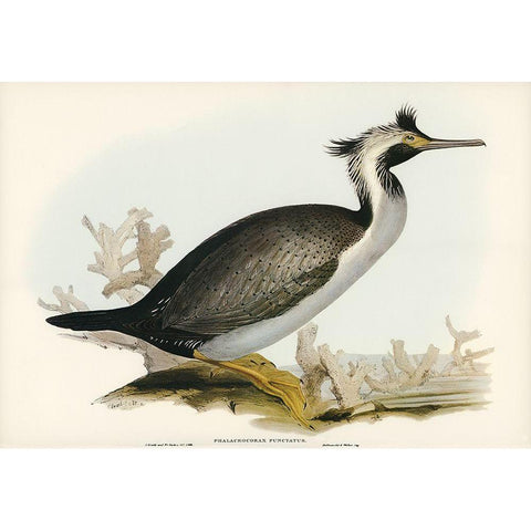 Spotted Cormorant-Phalacrocorax punctatus White Modern Wood Framed Art Print by Gould, John