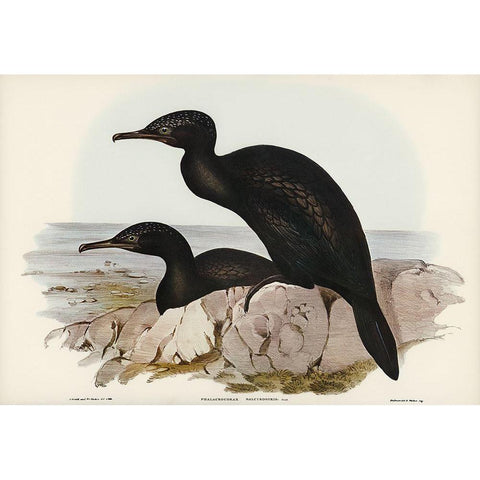 Groove-billed Cormorant-Phalacrocorax sulcirostris Black Modern Wood Framed Art Print with Double Matting by Gould, John