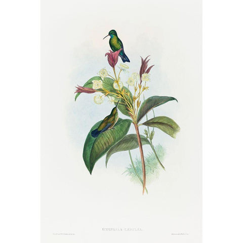 Eucephala caerulea-Blue-chinned Sapphire White Modern Wood Framed Art Print by Gould, John