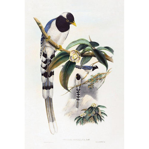 Urocissa cucullata Black Modern Wood Framed Art Print by Gould, John