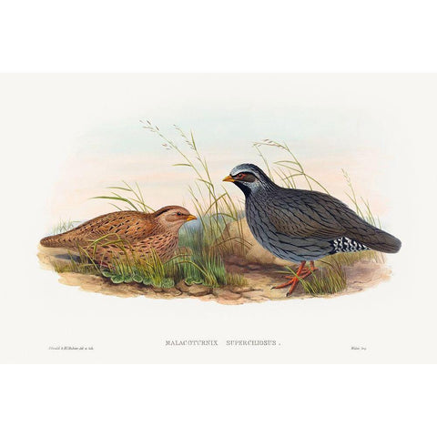 Malacoturnix superciliosus-Mountain Quail White Modern Wood Framed Art Print by Gould, John