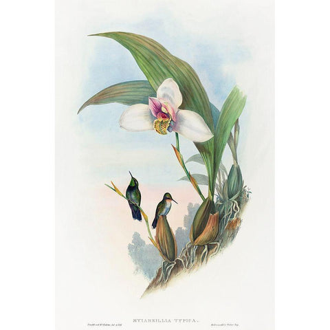 Myiabeillia typica-Abeilles Hummingbird White Modern Wood Framed Art Print by Gould, John