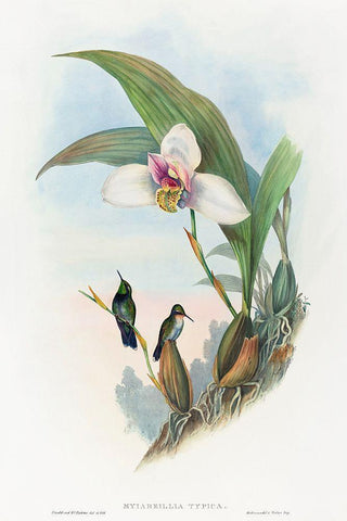 Myiabeillia typica-Abeilles Hummingbird White Modern Wood Framed Art Print with Double Matting by Gould, John