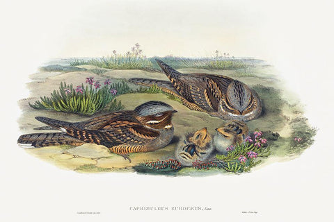 Caprimulgus europaeus-Nightjar White Modern Wood Framed Art Print with Double Matting by Gould, John