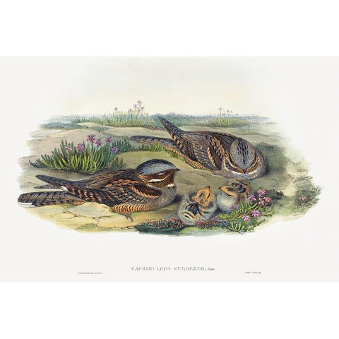 Caprimulgus europaeus-Nightjar Gold Ornate Wood Framed Art Print with Double Matting by Gould, John