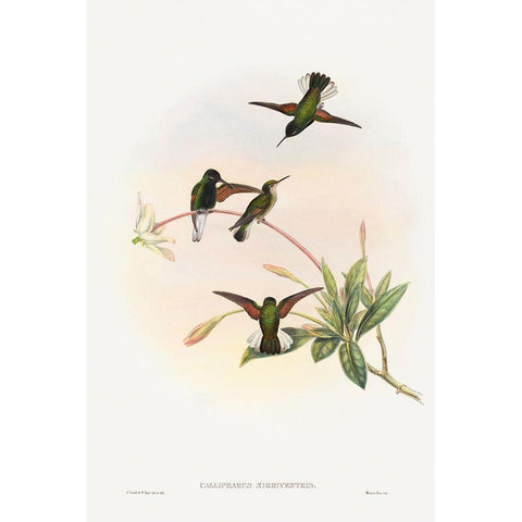 Callipharus nigriventris-Black-bellied Hummingbird White Modern Wood Framed Art Print by Gould, John