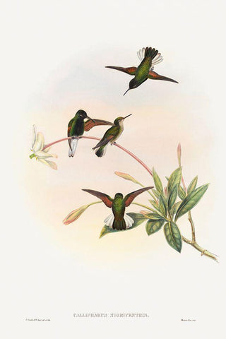 Callipharus nigriventris-Black-bellied Hummingbird White Modern Wood Framed Art Print with Double Matting by Gould, John