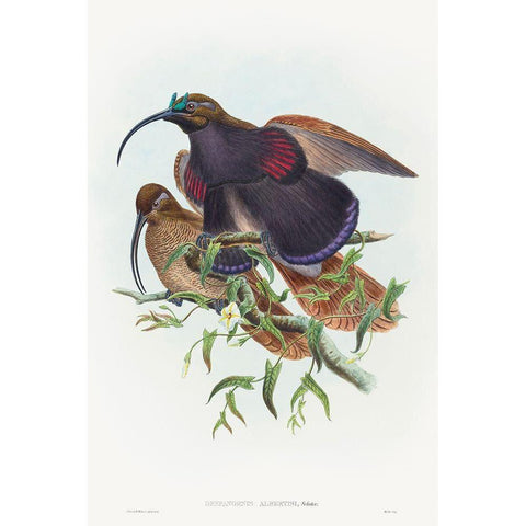 Drepanornis albertisi-Black-billed Sicklebill Bird of Paradise White Modern Wood Framed Art Print by Gould, John