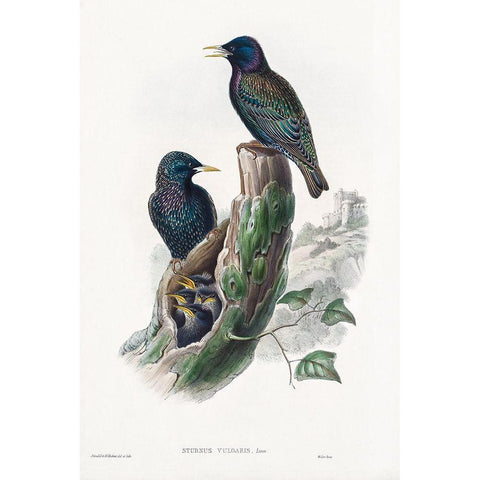 The birds of Great Britain-Sturnur Vulgaris Black Modern Wood Framed Art Print with Double Matting by Gould, John