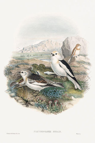 The birds of Great Britain-Plestrophanes Nivalis White Modern Wood Framed Art Print with Double Matting by Gould, John