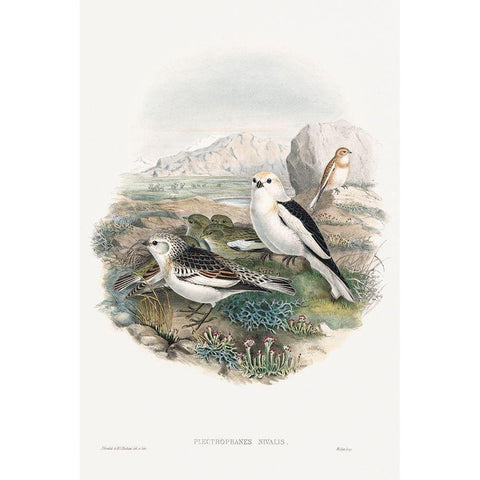 The birds of Great Britain-Plestrophanes Nivalis White Modern Wood Framed Art Print by Gould, John