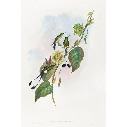 Spathura underwoodi-White-footed Racket-Tail White Modern Wood Framed Art Print by Gould, John