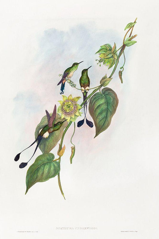 Image Only
