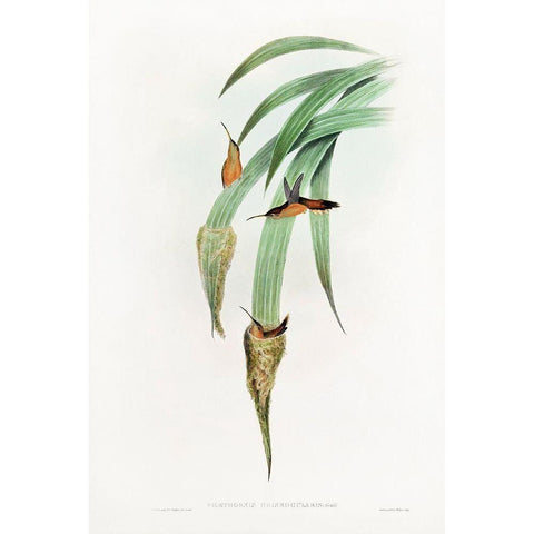 Phaethornis Griseogularis Gold Ornate Wood Framed Art Print with Double Matting by Gould, John